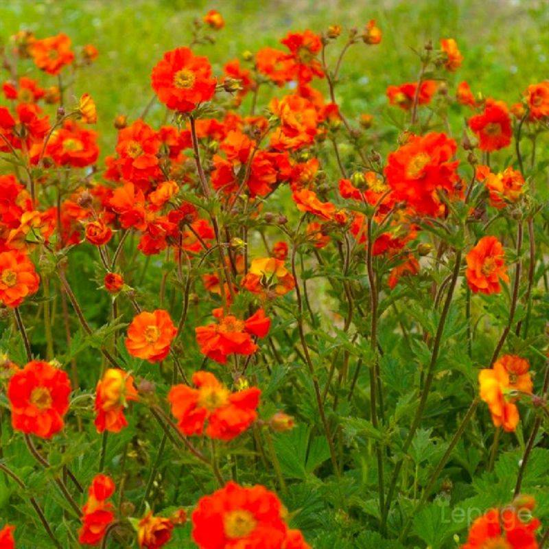 3 Benoîtes 'Fire Opal' (Geum 'Fire Opal') - Lot de 3 vivaces - Pépinières Naudet - Image 2