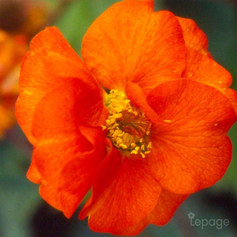 3 Benoîtes 'Fire Opal' (Geum 'Fire Opal') - Lot de 3 vivaces - Pépinières Naudet - Image 1