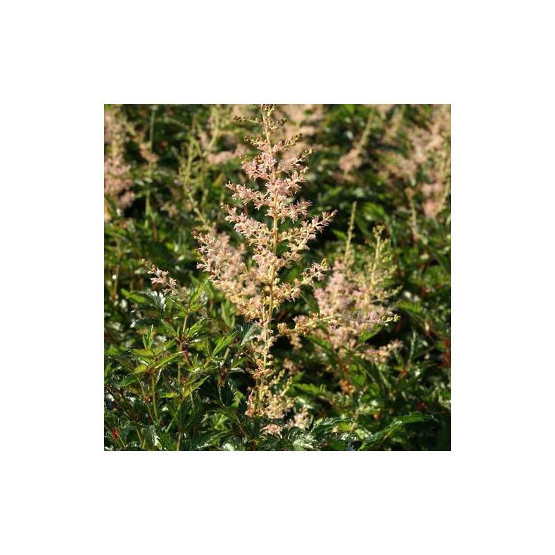 Astilbe à feuilles simples Sprite à fleurs Blanche/ - feuillage Caduc - Godet - 5/20 cm - Image 1