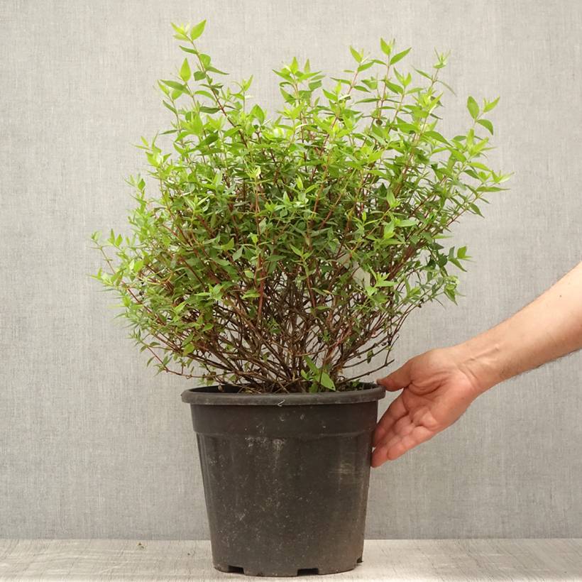 Promesse de Fleurs - Abelia grandiflora - Abélia à grandes fleurs Pot de 7,5L/10L - Image 2