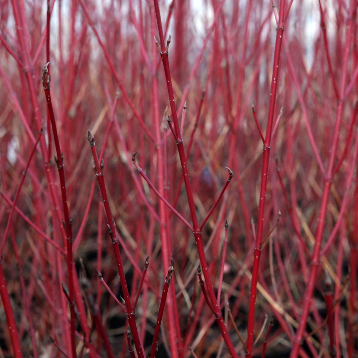 Promesse de Fleurs - Cornus sericea Firedance FIRST EDITIONS - Cornouiller stolonifère Pot de 3L/4L