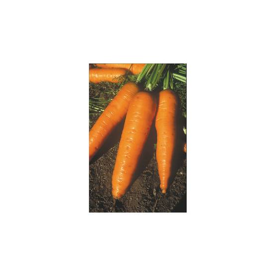 Carotte Amsterdam - Daucus carota le sachet de 3600 graines environ (5g)
