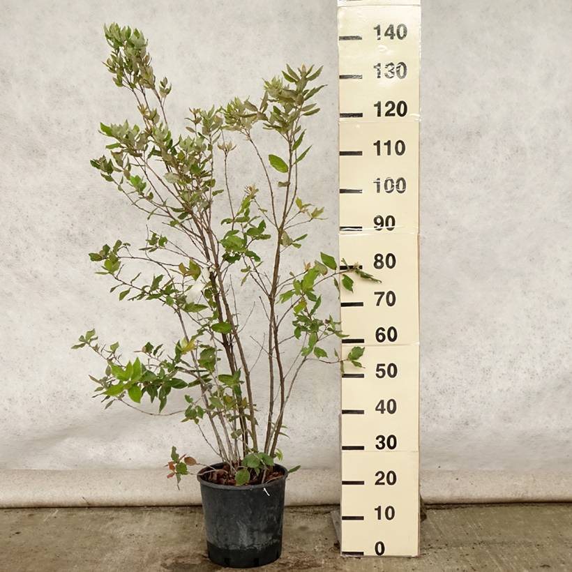 Promesse de Fleurs - Chêne vert - Quercus ilex Pot de 6L/7L, Buisson, Touffe - Image 2