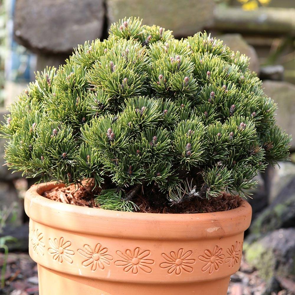 Promesse de Fleurs - Pinus mugo Picobello - Pin nain des montagnes Pot de 2L/3L - Image 1