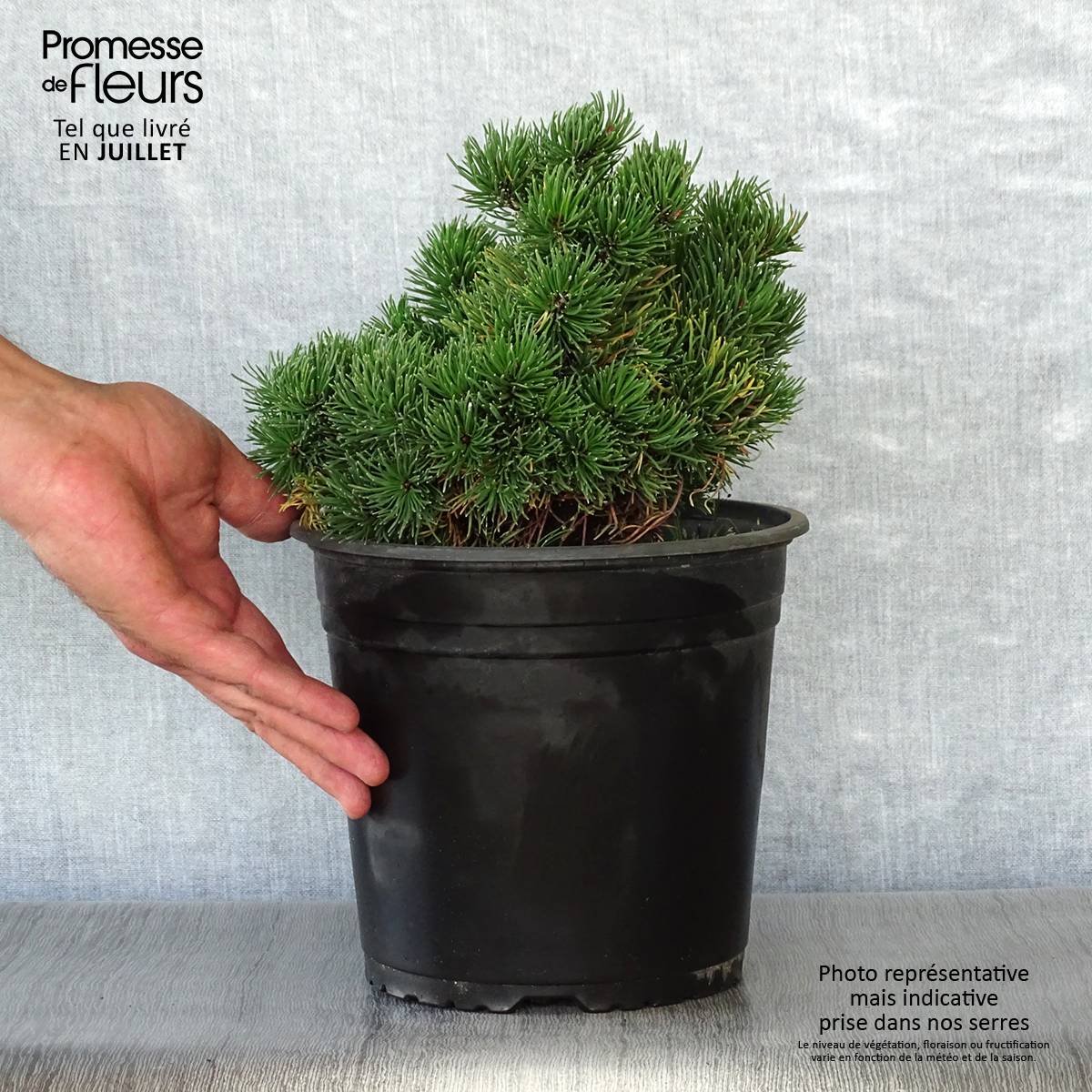 Promesse de Fleurs - Pinus mugo Picobello - Pin nain des montagnes Pot de 2L/3L - Image 2