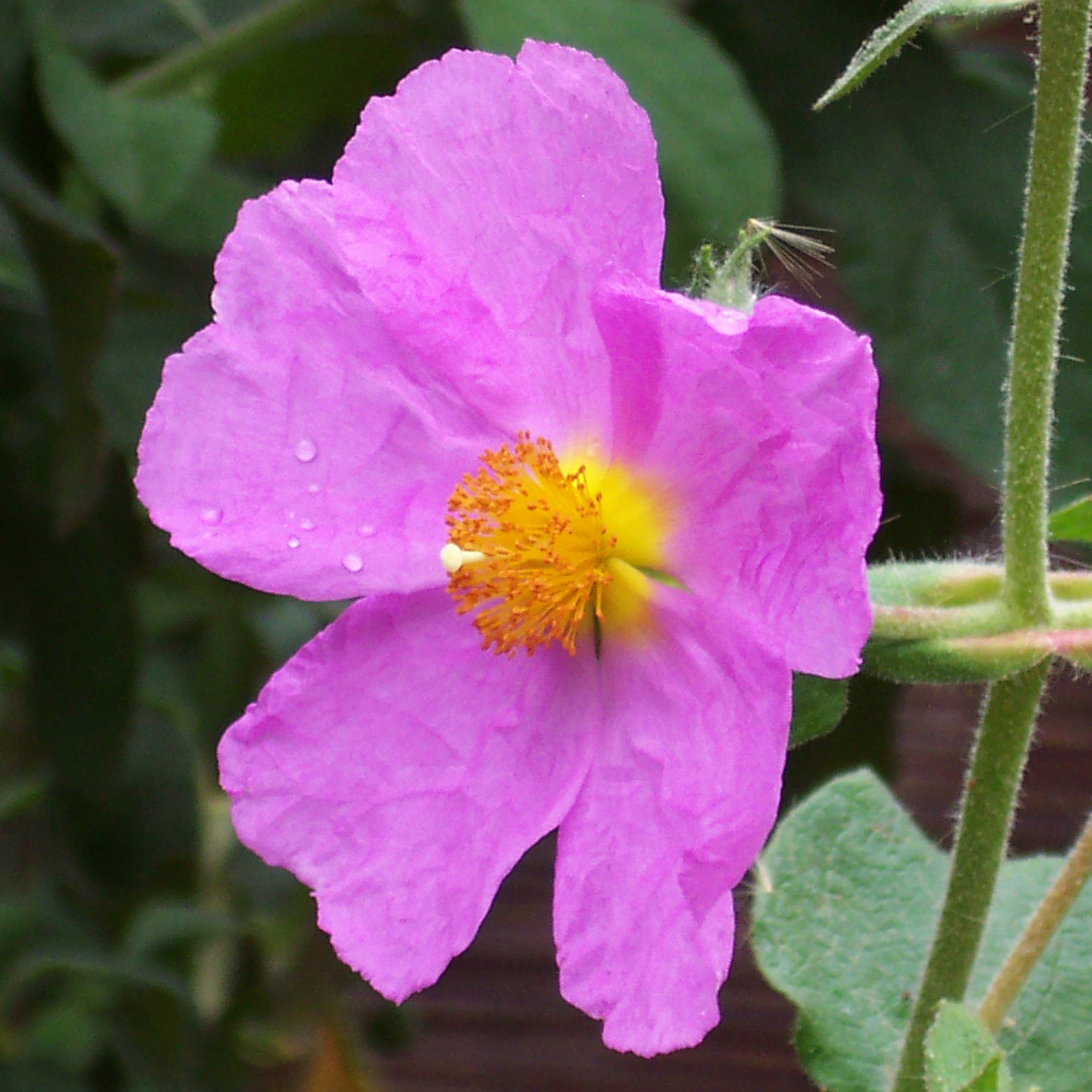Promesse de Fleurs - Cistus creticus - Ciste de Crète Pot de 3L/4L