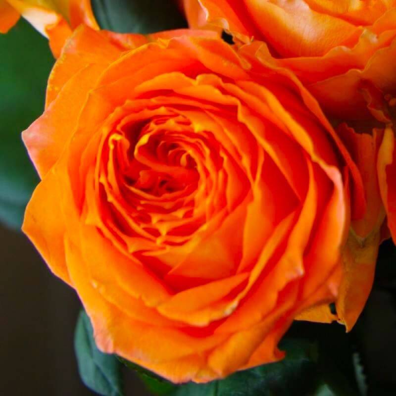 Rosier Grimpant 'Louis de Funes' ® (Rosa 'Louis de Funes' ®) - Racines nues - Grimpant 60 à 80cm - Pépinières Naudet