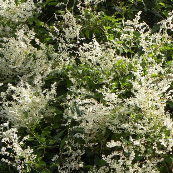 Renouée aubertii, Polygonum à fleurs Blanche - feuillage Caduc - Godet - 5/20 cm- hauteur à maturité De 5,00 m à 10,00 m - Image 1