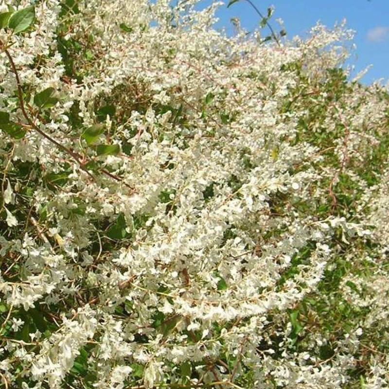 Renouée aubertii, Polygonum à fleurs Blanche - feuillage Caduc - Godet - 5/20 cm-  hauteur à maturité De 5,00 m à 10,00 m - Image 2