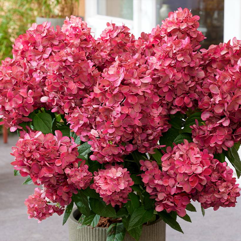 Hydrangea paniculata Bloody Marie - Hortensia paniculé Pot de 3L/4L - Image 1