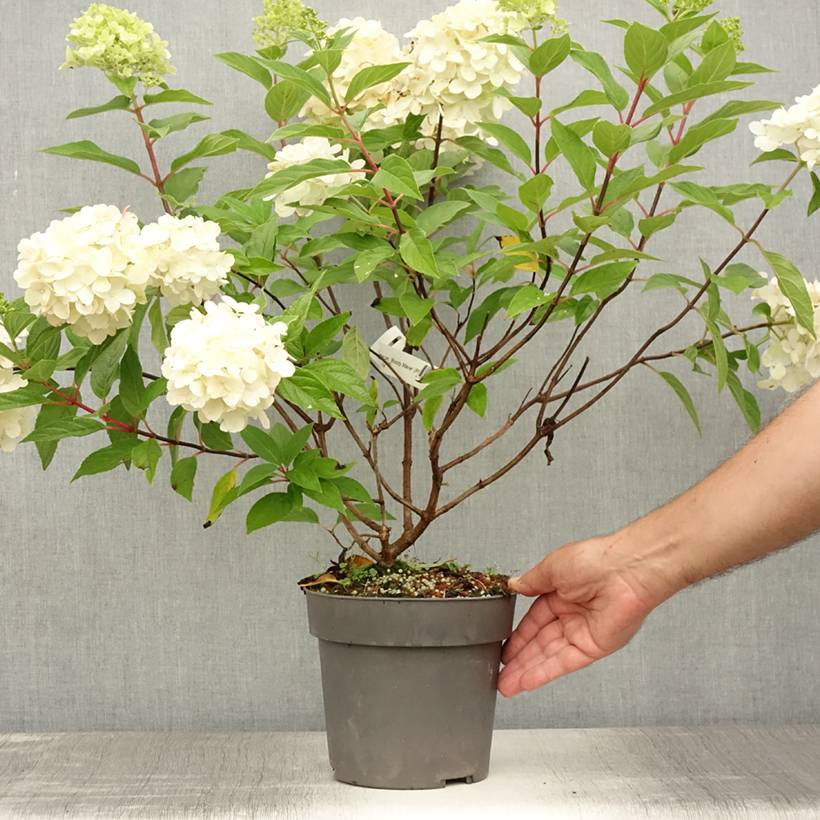 Hydrangea paniculata Bloody Marie - Hortensia paniculé Pot de 3L/4L - Image 2