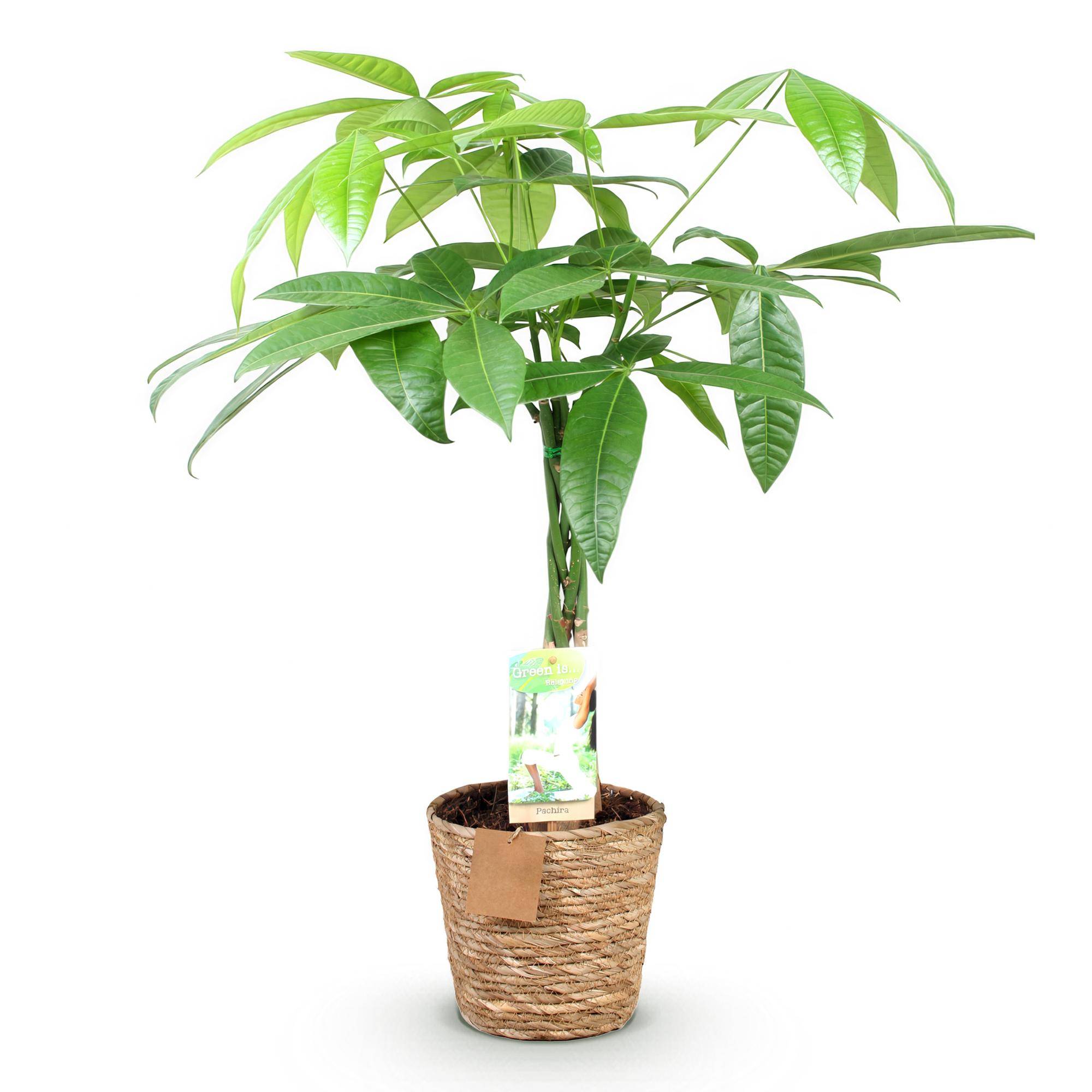 Pachira Aquatica - Arbre à argent - Pot de 17cm - Hauteur 60-70cm - Panier - Plantes d'intérieur - Image 2