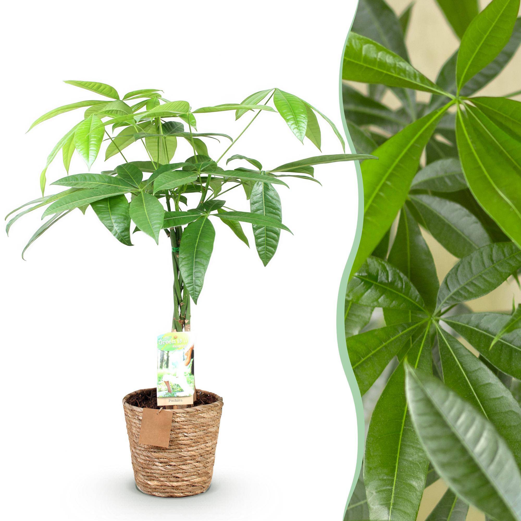 Pachira Aquatica - Arbre à argent - Pot de 17cm - Hauteur 60-70cm - Panier - Plantes d'intérieur - Image 1