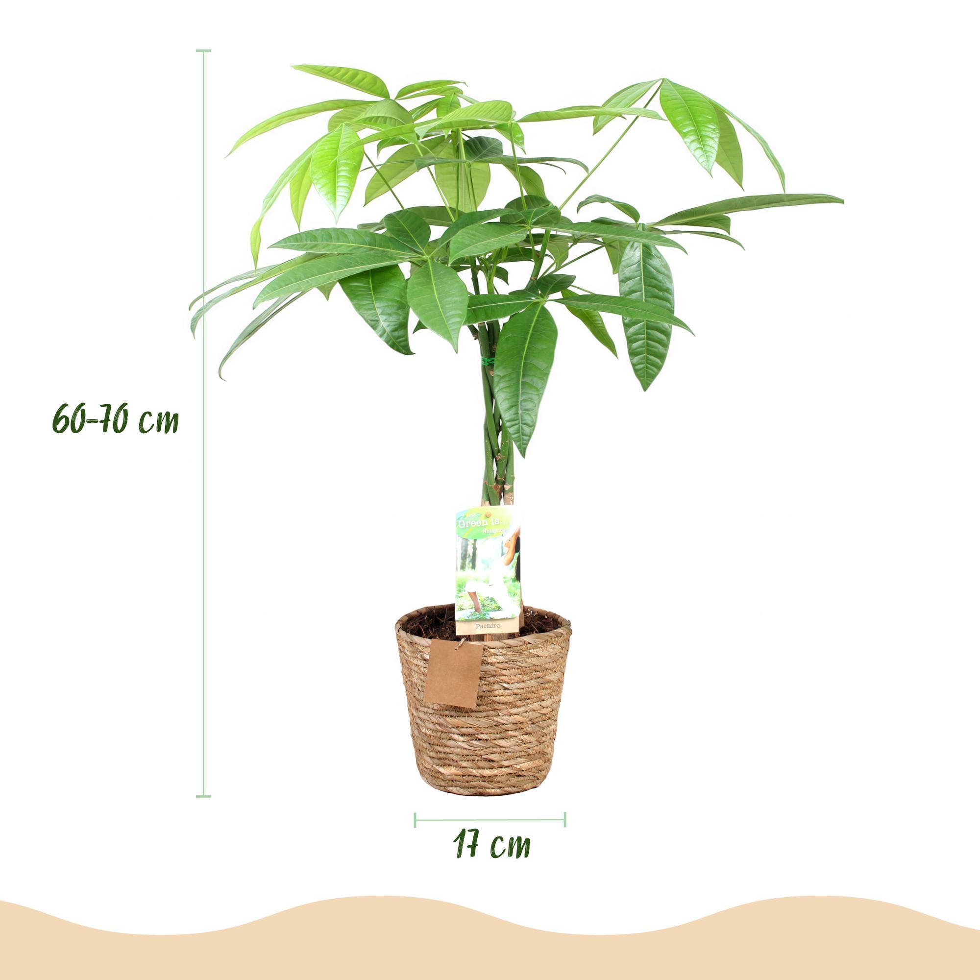 Pachira Aquatica - Arbre à argent - Pot de 17cm - Hauteur 60-70cm - Panier - Plantes d'intérieur - Image 3