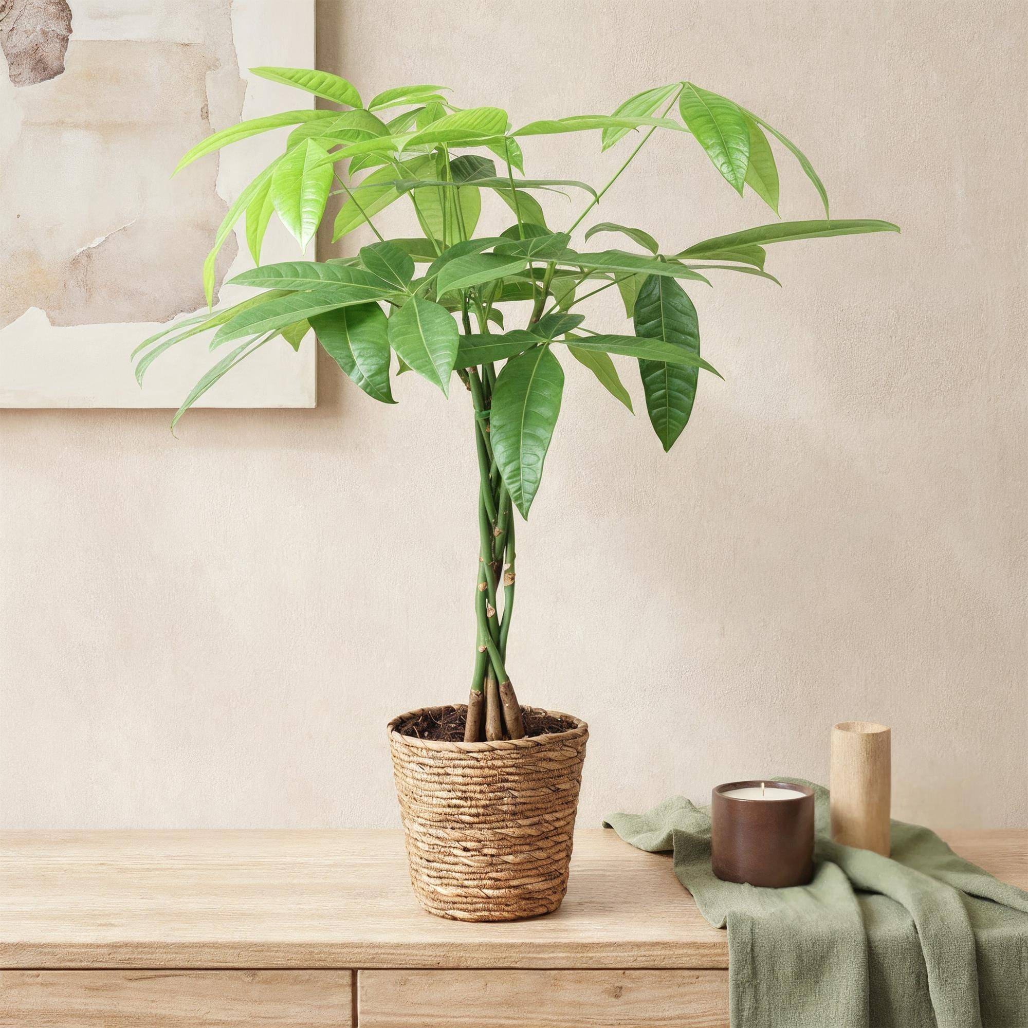 Pachira Aquatica - Arbre à argent - Pot de 17cm - Hauteur 60-70cm - Panier - Plantes d'intérieur - Image 4