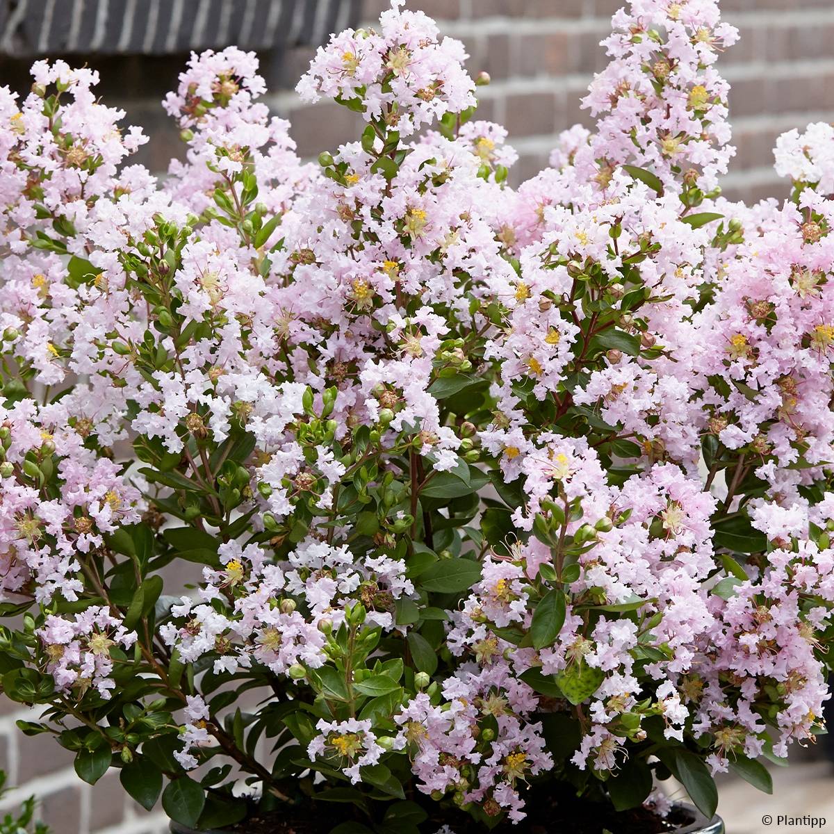 Promesse de Fleurs - Lilas des Indes 'With Love Babe' Godet de 8/9 cm
