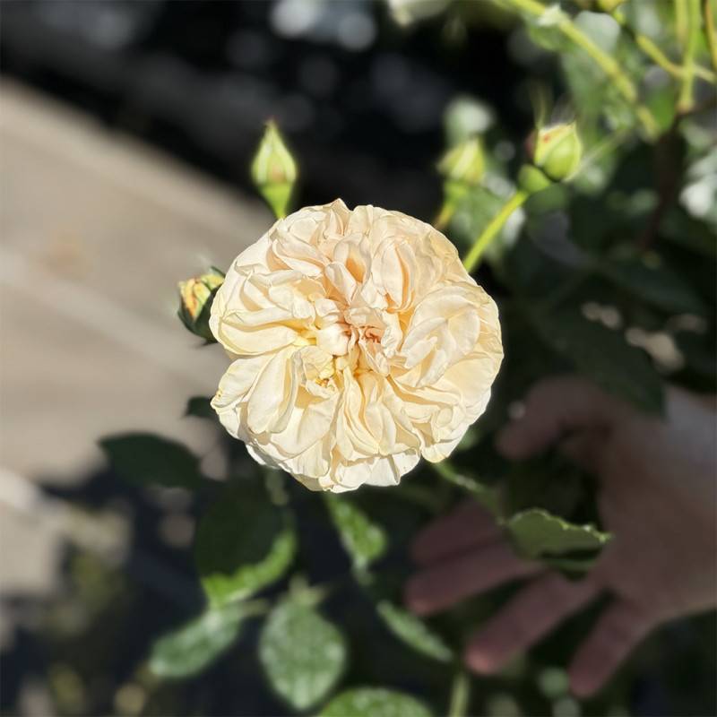 Rosier 'Amber Voluptia' ® - Conteneur 3L - Pépinières Naudet