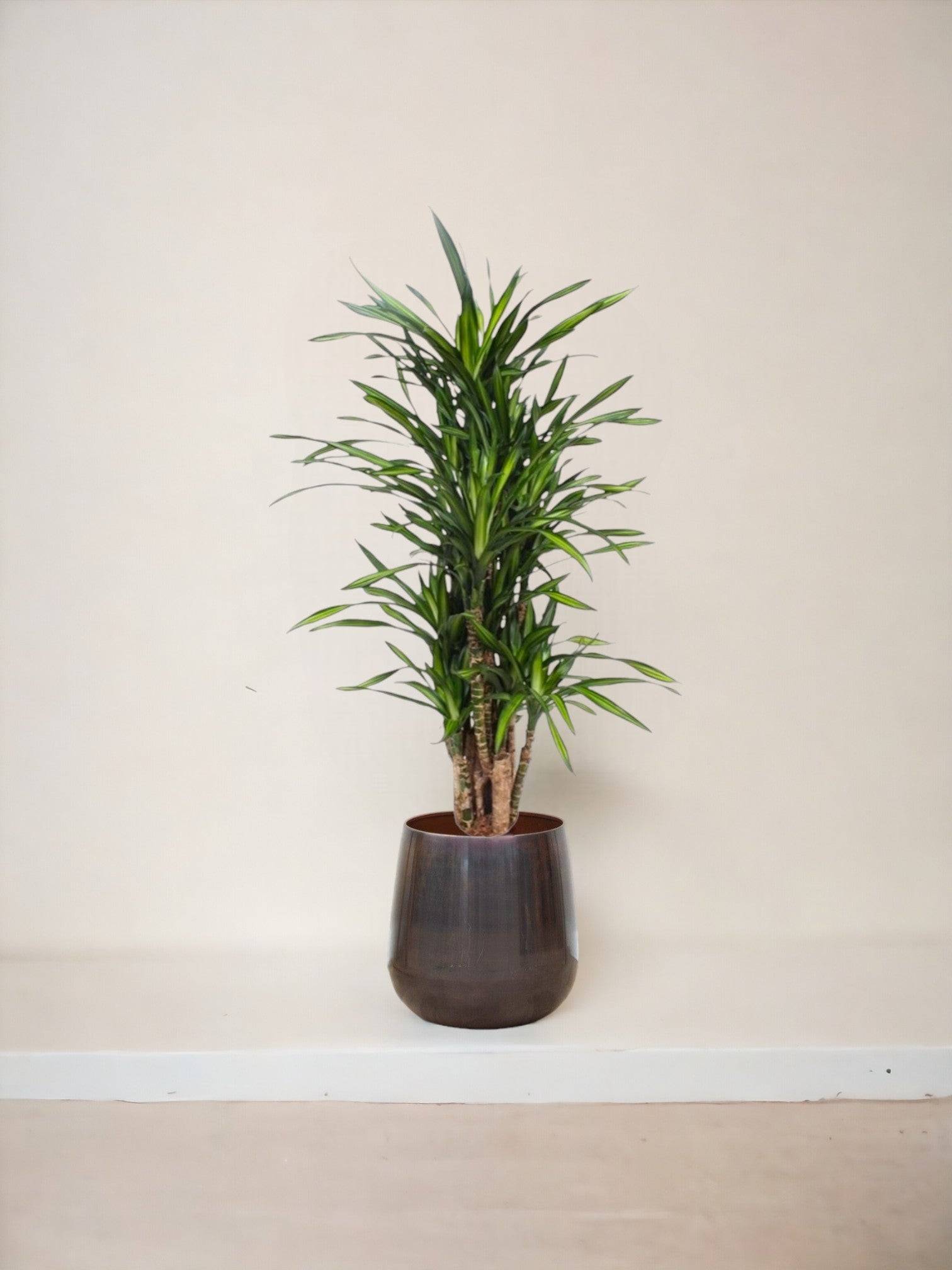La Green Touch - Dracaena Riki 140cm - Plante d'intérieur- La Green Touch - Image 3