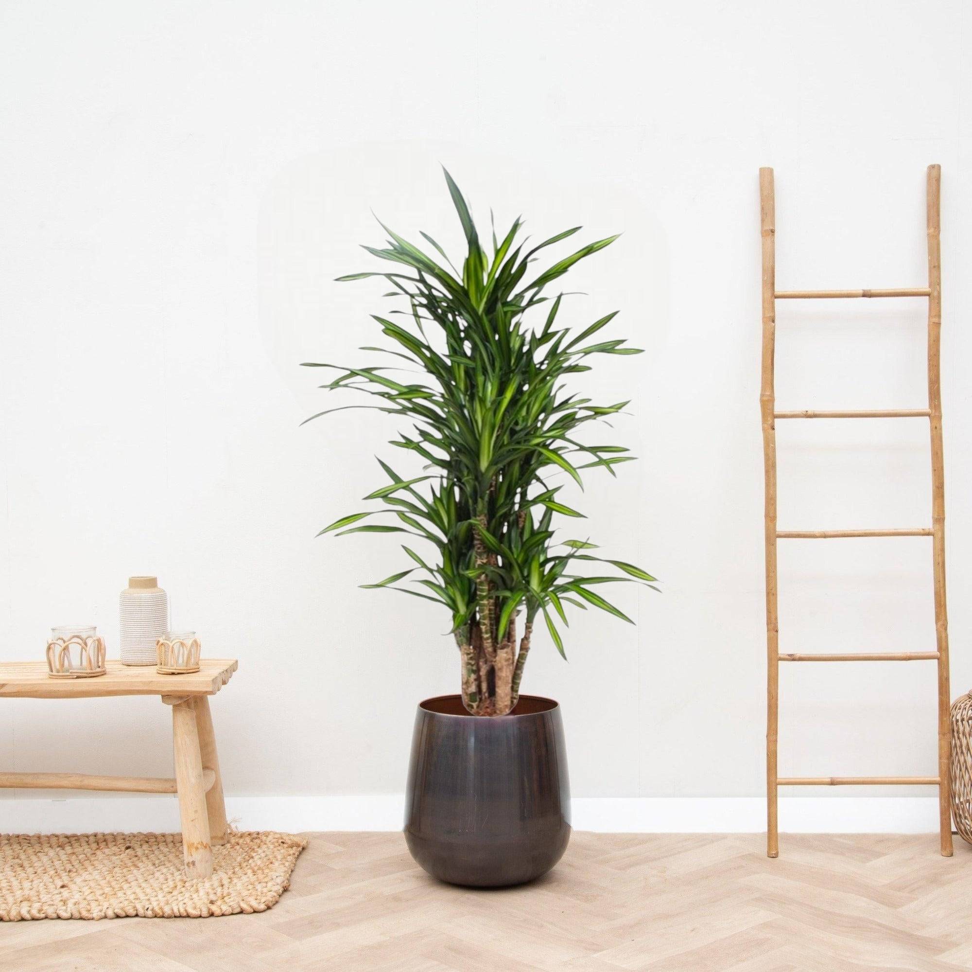 La Green Touch - Dracaena Riki 140cm - Plante d'intérieur- La Green Touch - Image 2