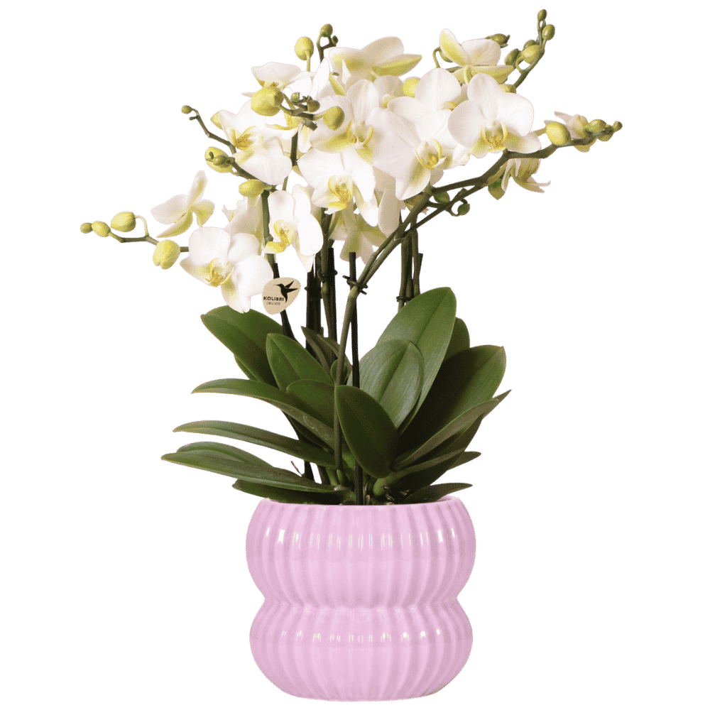Orchidée Phalaenopsis 'Lausanne' blanche - sans cache-pot - Ø12cm - Plantes d'intérieur - Image 2
