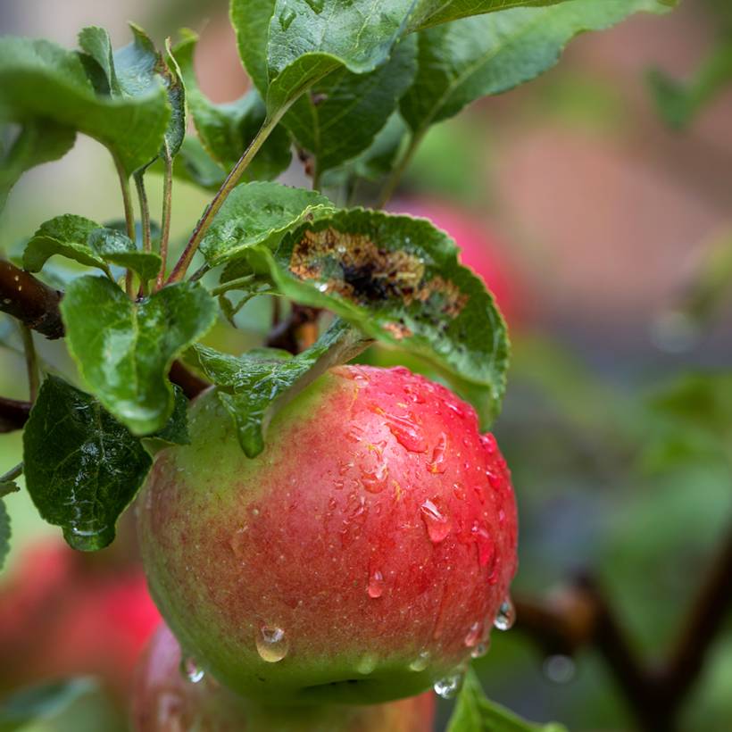 Pommier Charłamowskie Pot de 4L/5L, Scion