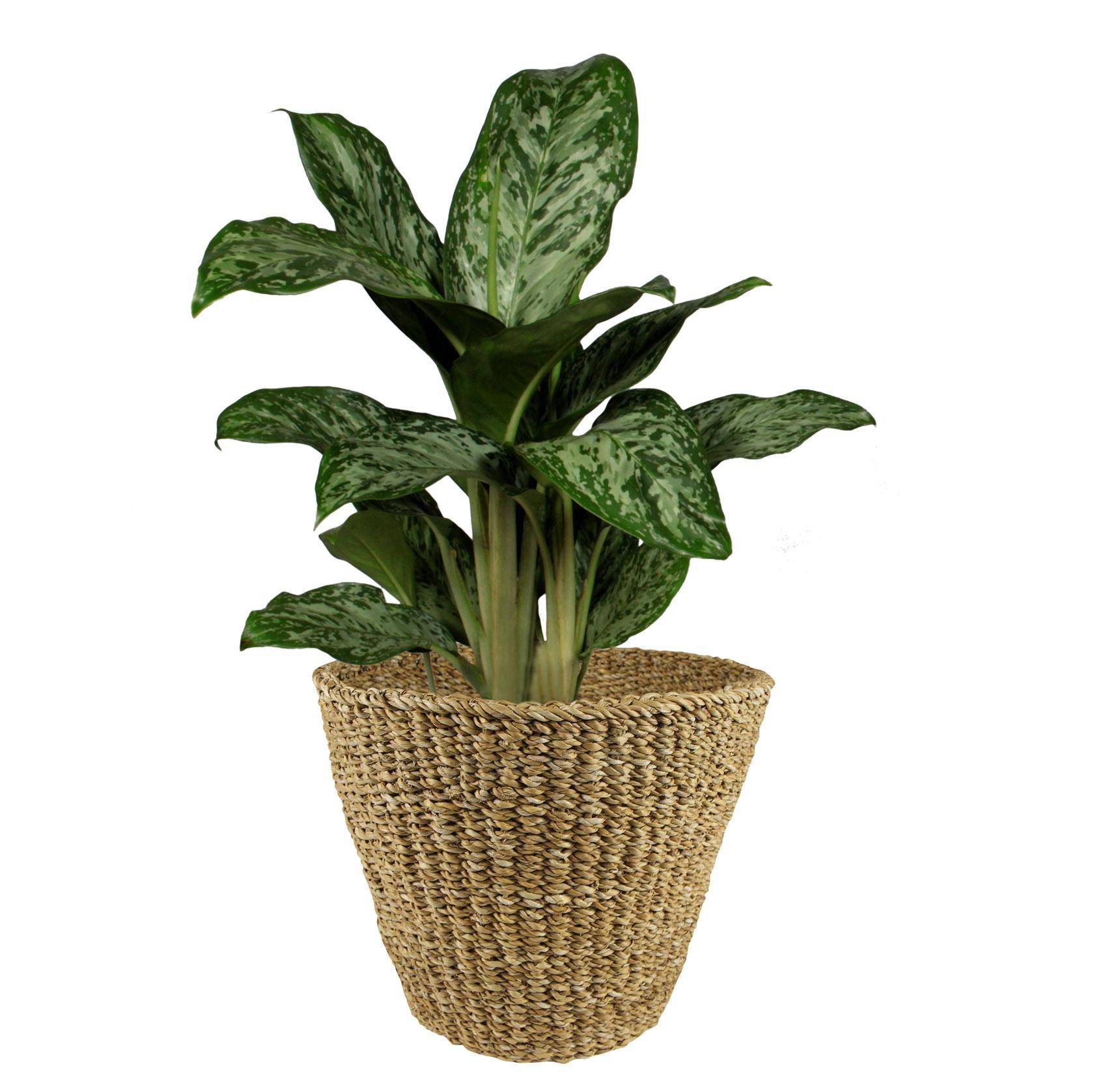 PANGIVO - Cache-pot jonc de mer naturel 37 x 37 x 31 cm - PANGIVO - Image 3