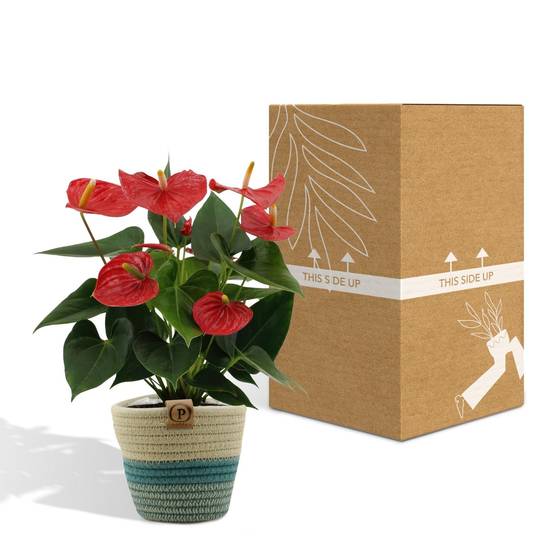 Anthurium andreanum Esudo et son pot- La Green Touch Panier - Hauteur 45cm - Image 6