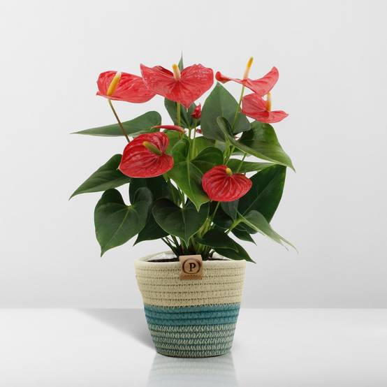 Anthurium andreanum Esudo et son pot- La Green Touch Panier - Hauteur 45cm - Image 7