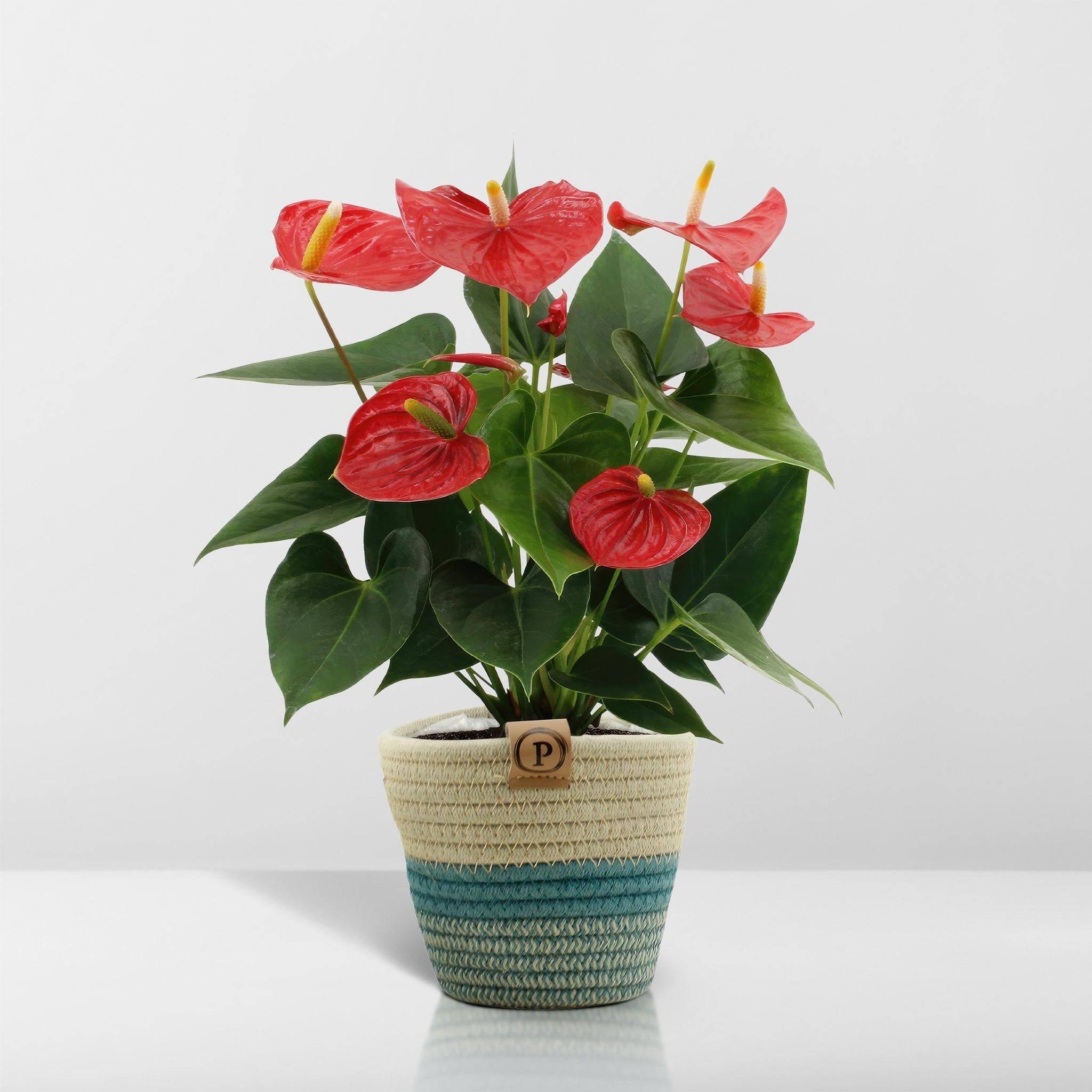 Anthurium andreanum Esudo et son pot- La Green Touch Panier - Hauteur 45cm - Image 7