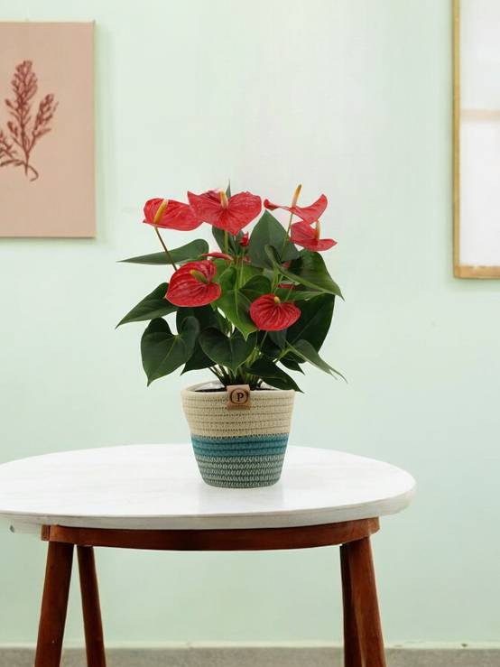 Anthurium andreanum Esudo et son pot- La Green Touch Panier - Hauteur 45cm - Image 2