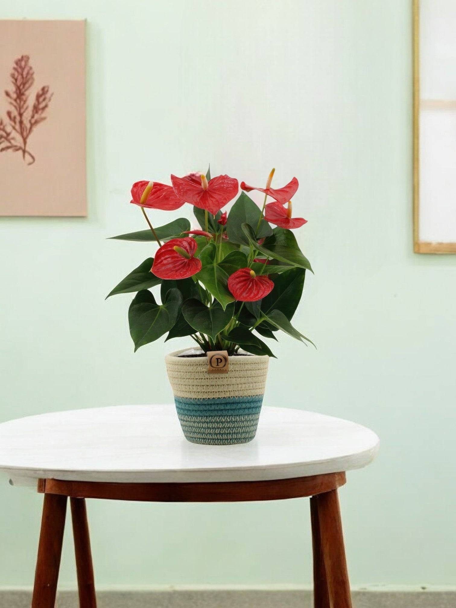 Anthurium andreanum Esudo et son pot- La Green Touch Panier - Hauteur 45cm - Image 1
