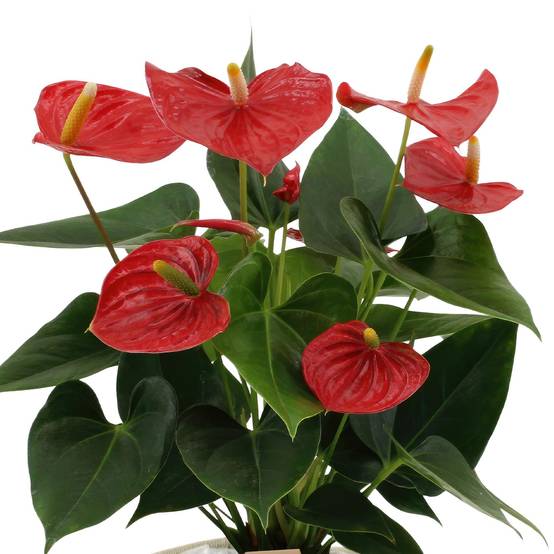 Anthurium andreanum Esudo et son pot- La Green Touch Panier - Hauteur 45cm - Image 4