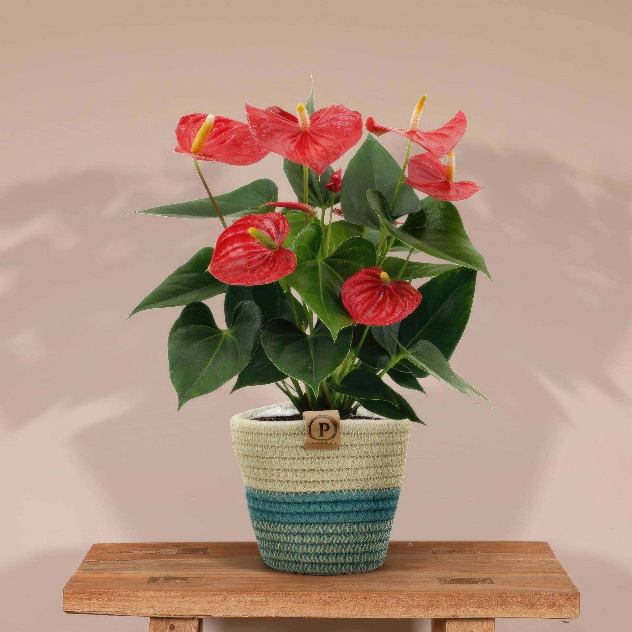 Anthurium andreanum Esudo et son pot- La Green Touch Panier - Hauteur 45cm - Image 3
