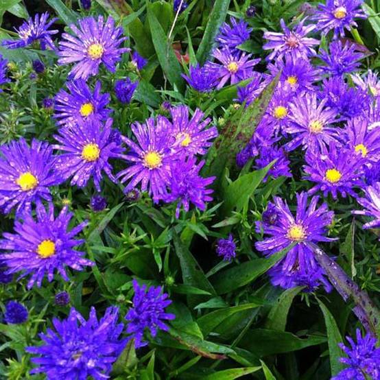 Promesse de Fleurs - Aster dumosus Augenweide - Aster nain d'automne Pot de 2L/3L