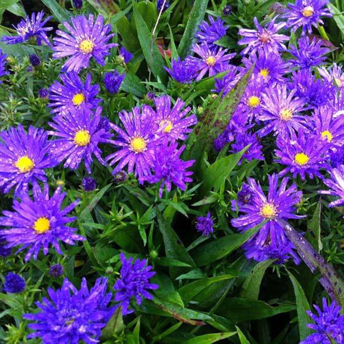 Promesse de Fleurs - Aster dumosus Augenweide - Aster nain d'automne Pot de 2L/3L