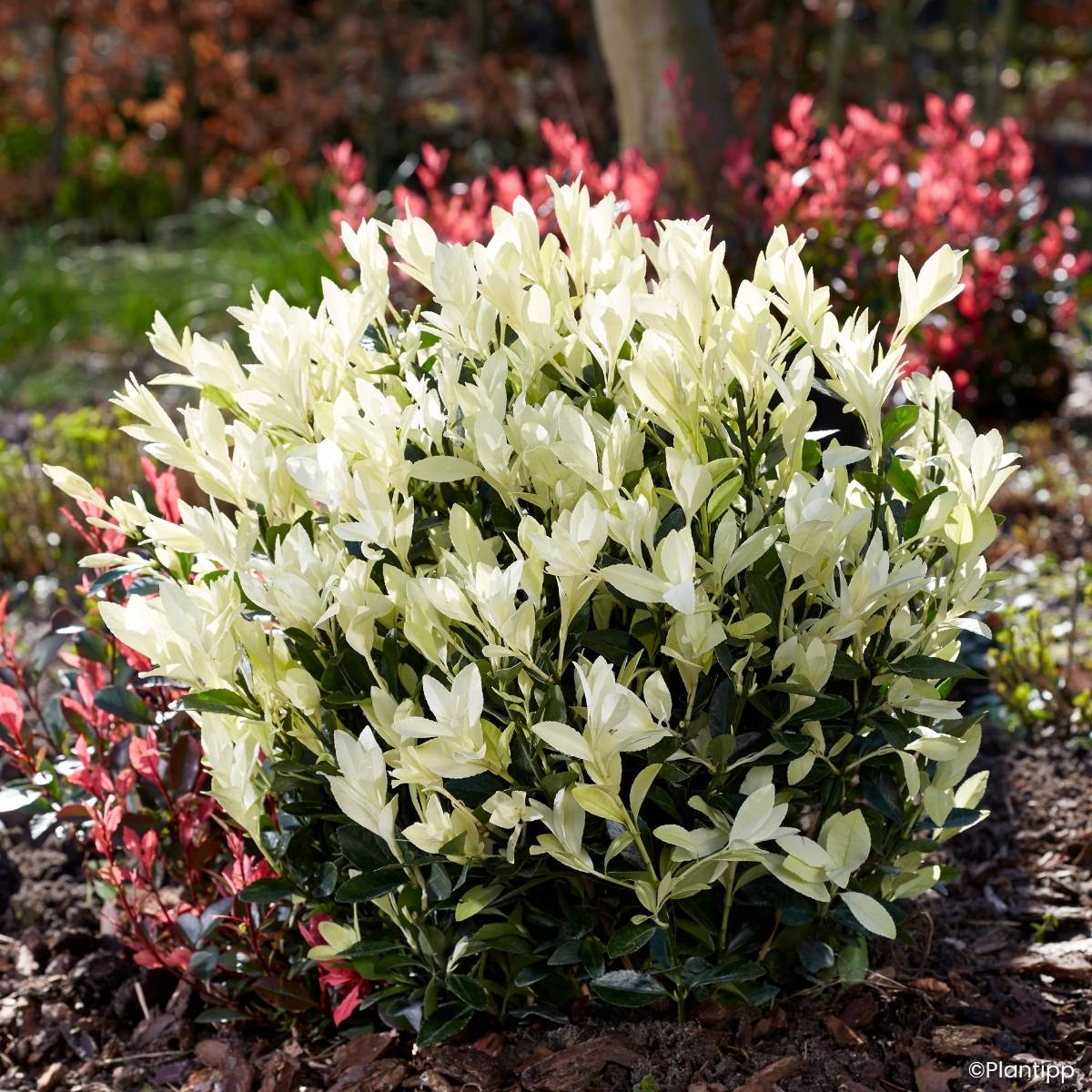 Promesse de Fleurs - Euonymus japonicus Himalaya - Fusain du Japon Pot de 7,5L/10L