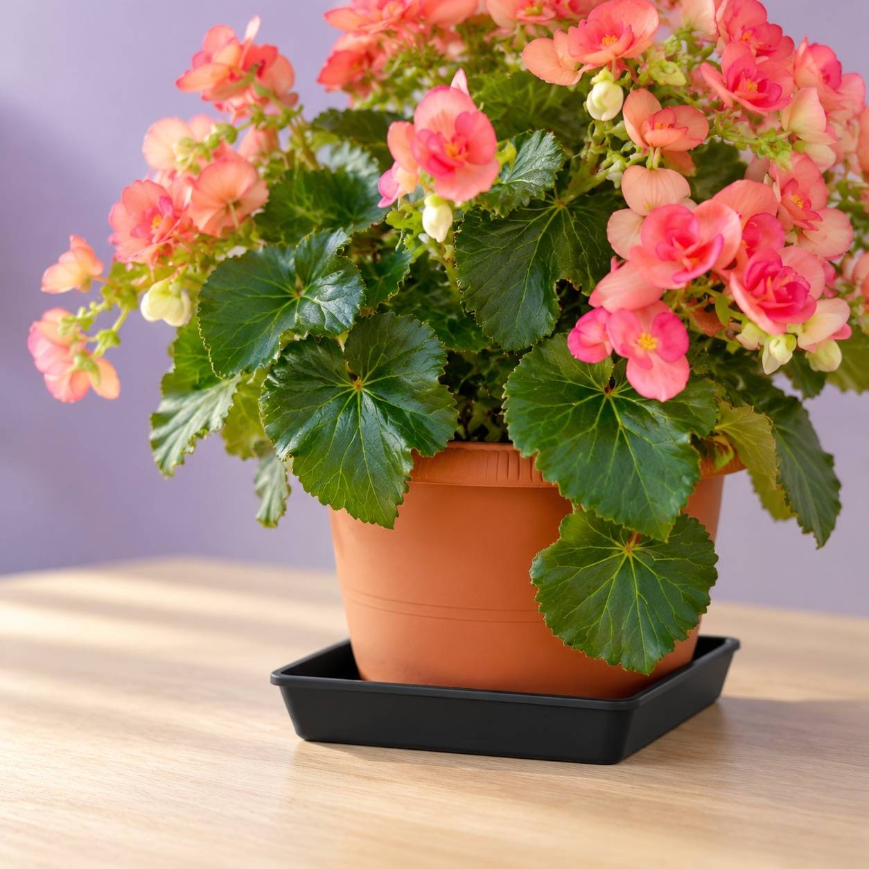 Lot de 10 Soucoupes Carrées Plastique pour Pots de Fleurs - Image 4