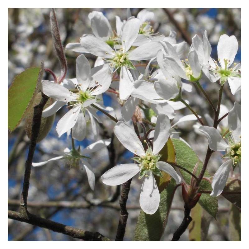 Amélanchier du Canada, Amelanchier canadensis à fleurs Blanche/ - feuillage Caduc - Pot de 3L - 20/40 cm - Image 2