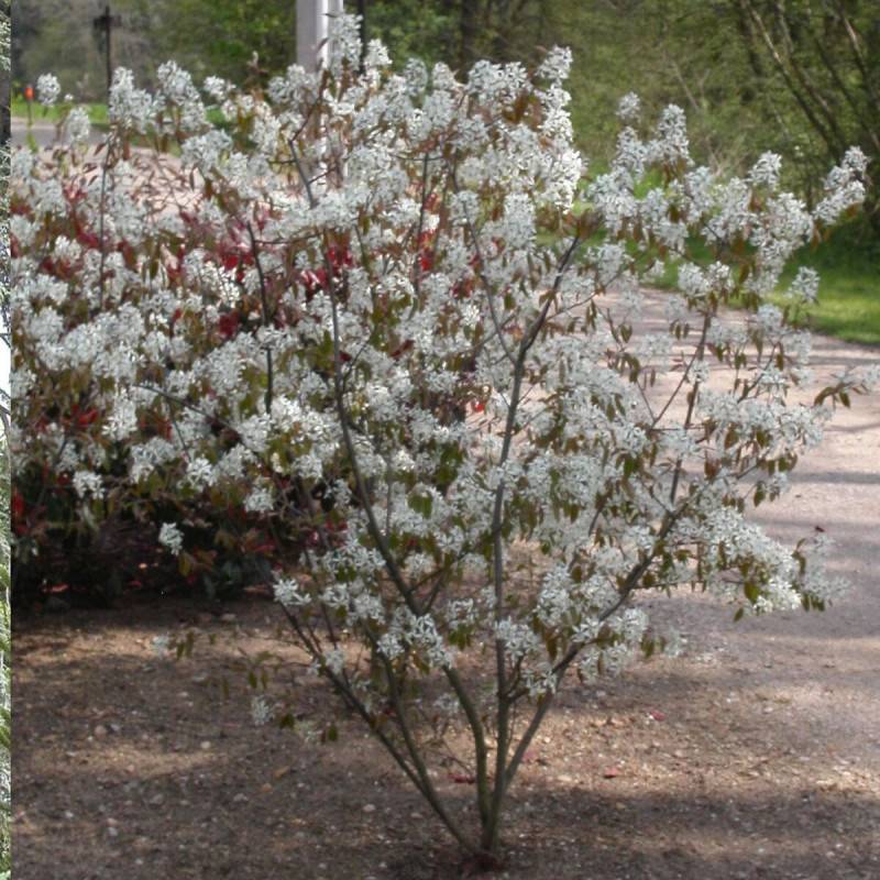 Amélanchier du canada, Amelanchier canadensis à fleurs Blanche - feuillage Caduc - Pot de 3L - 20/40 cm-  hauteur à maturité De 3,00 m à 5,00 m - Image 1