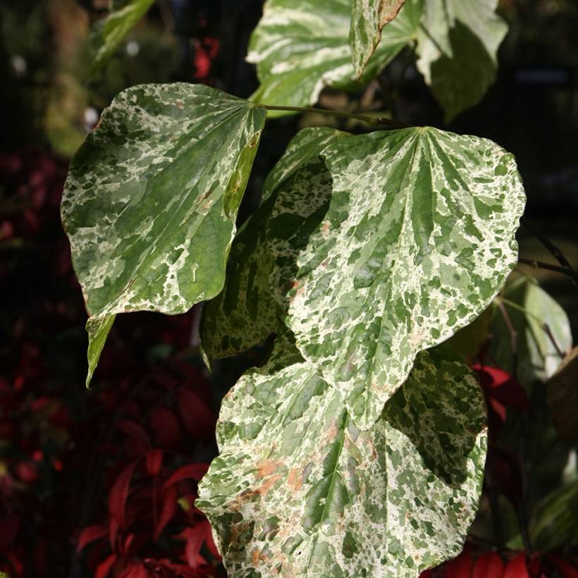 Cercis canadensis Alley Cat - Gainier du Canada  Pot de 6L/7L