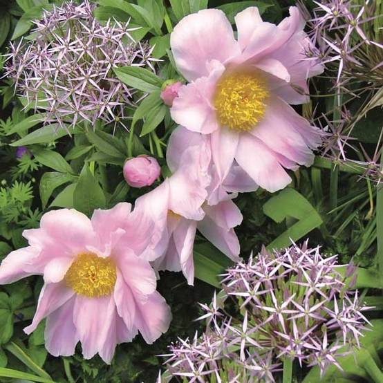 Promesse de Fleurs - Pivoine lactiflora Nymphe Pot de 3L/4L