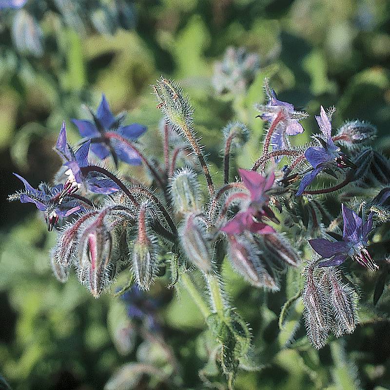 Bourrache Bleue Bio - Graines de Borago officinalis le sachet de 250 graines environ (2g)