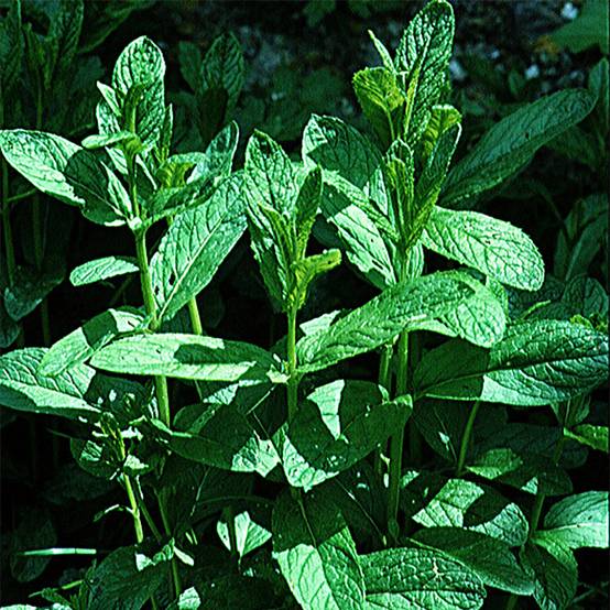 Menthe verte vraie le sachet de 2000 graines environ (0,2g)