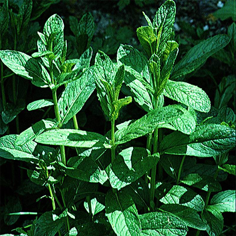 Menthe verte vraie le sachet de 2000 graines environ (0,2g)