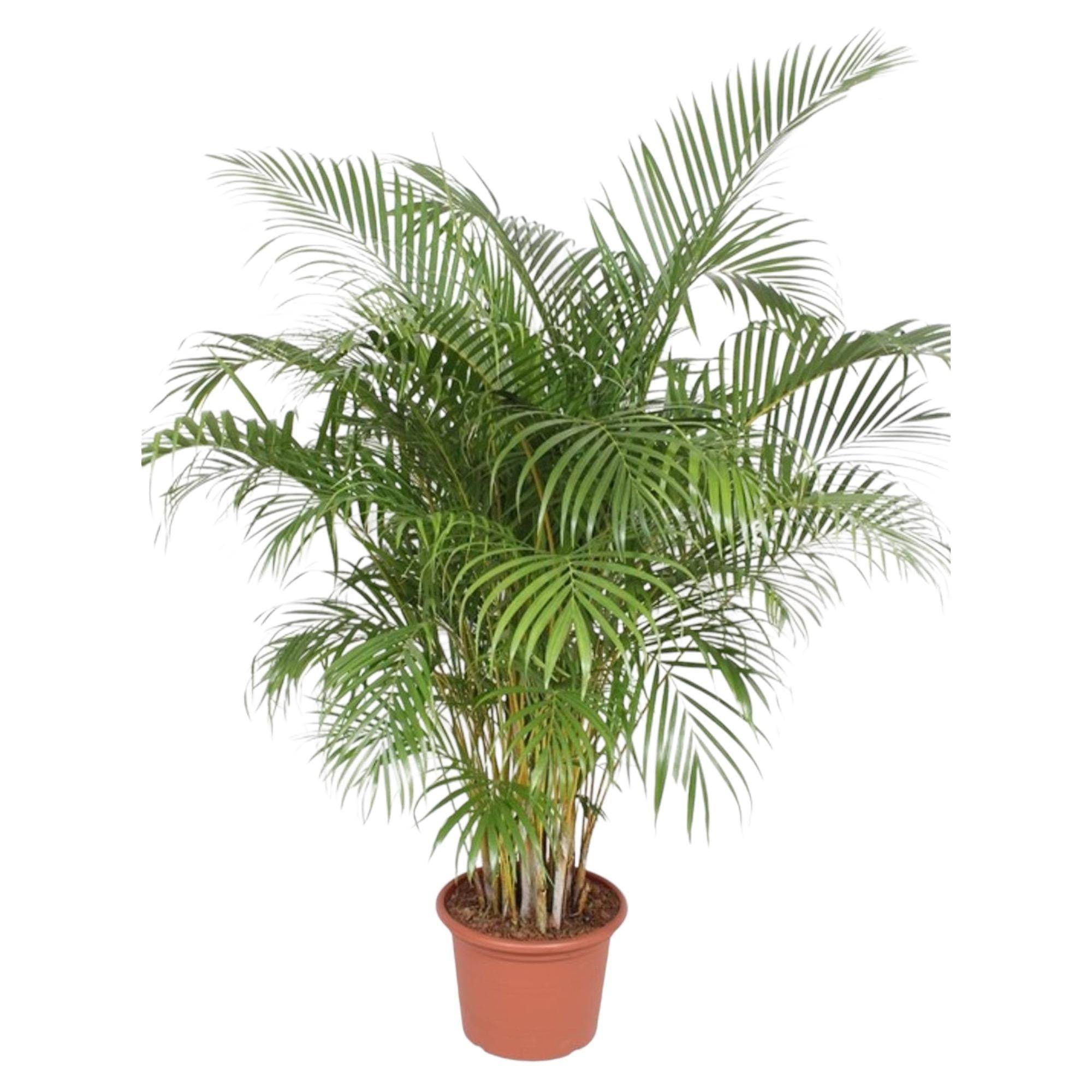 Dypsis Lutescens (Areca Palm) - D40 H200cm