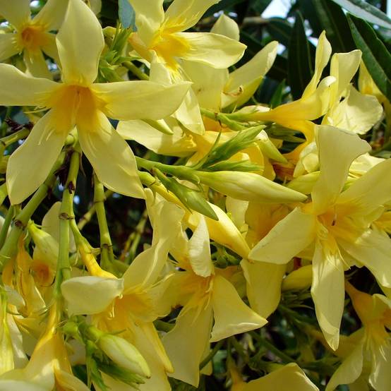 Laurier rose Marie Gambetta - Nerium oleander Pot de 3L/4L