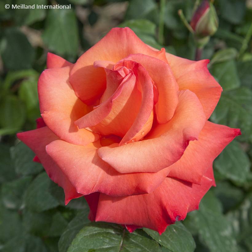 Promesse de Fleurs - Rosier à grandes fleurs Christophe Colomb Pot de 4L/5L