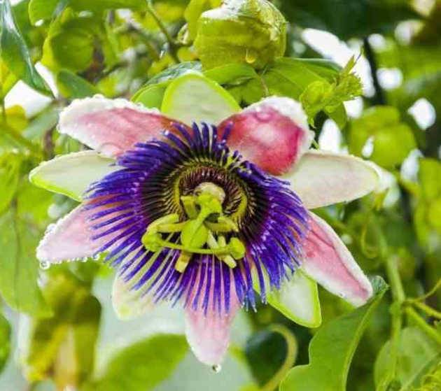 0 - Passiflora edulis var. morada (Fruit de la passion )  Pot de 9 litres -140/160 cm