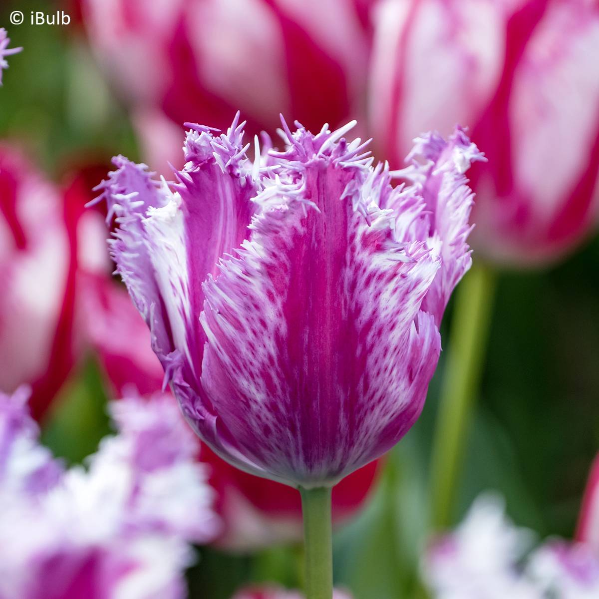 Promesse de Fleurs - Tulipe dentelée Purple Circus Bulbe calibre 11+ (par 6)