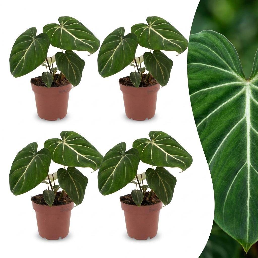 Philodendron Gloriosum - Pot de 12cm - 4 plantes - Sans cache-pot - Plantes d'intérieur - Image 1